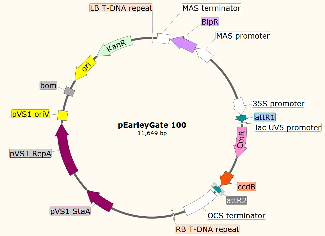 pEarleyGate100载体图谱